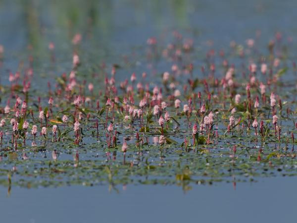 <h3>Persicaria&nbsp;amphibia / Amphibious&nbsp;bistort / Veenwortel</h3>OM-1 Mark II met OLYMPUS M.150-400mm F4.5 TC, 1/2000 sec  bij F5.6, ISO 400, afstand 43.9&nbsp;m